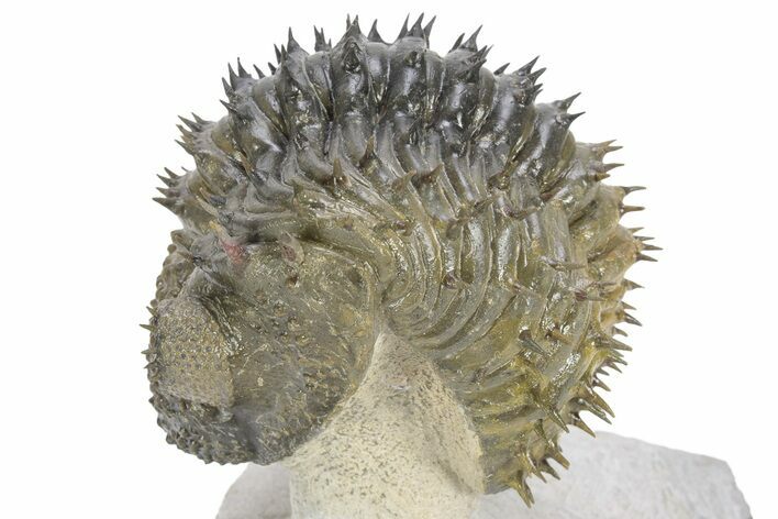 Enrolled Spiny Drotops Armatus Trilobite - Multi-Toned Shell #241161